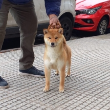 Asuka Shiba Inu Hembra Inugami Kingdom Kennel