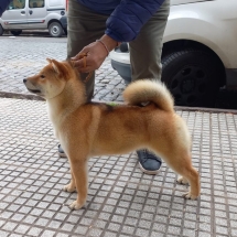 Asuka Shiba Inu Hembra Inugami Kingdom Kennel