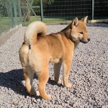 Asuka Shiba Inu Hembra Inugami Kingdom Kennel