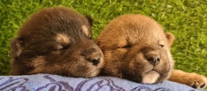 Reservar cachorros shiba inu