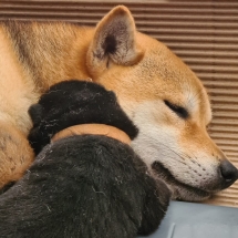 Criadero raza Shiba Inu cachorro