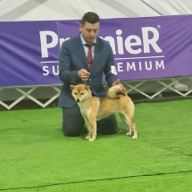 Kairi Shiba Inu Hembra Inugami Kingdom Kennel