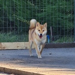 Kairi Shiba Inu Hembra Inugami Kingdom Kennel