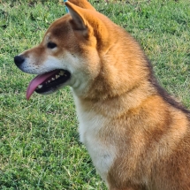 Kenshin Shiba Inu Macho Inugami Kingdom Kennel