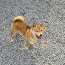 Kenshin Shiba Inu Macho Inugami Kingdom Kennel