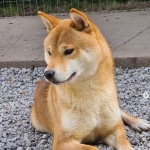 Shiba Inu Macho