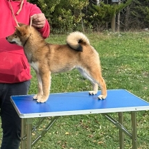 Shiro Shiba Inu Macho Inugami Kingdom Kennel