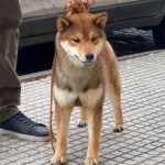 Shiro Shiba Inu Macho Inugami Kingdom Kennel