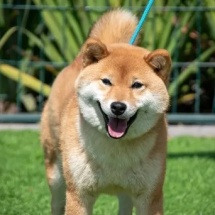 Bambu Shiba Inu Hembra Inugami Kingdom Kennel