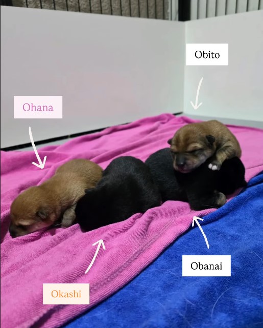 Shiba Inu Cachorros Chile