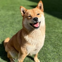 Maki Shiba Inu Hembra Inugami Kingdom Kennel